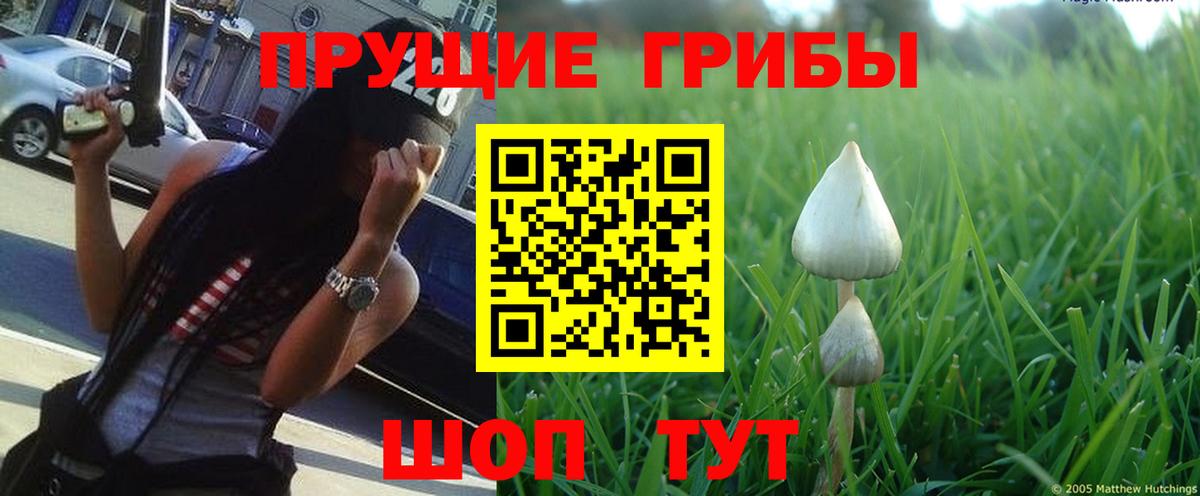 дарнет шоп  Псилоцибиновые грибы GOLDEN TEACHER  Вход с VPN  Изобильный  Галлюциногенные грибы ЛСД 